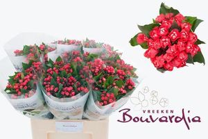 BOUVARDIA DIAMOND CORAL 60